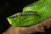 Celebes temple Pitviper (Tropidolaemus subannulatus), Amurang, North Sulawesi. Indonesia