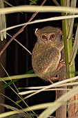 Sulawesi tarsier (Tarsius tarsier), Belitung, Indonesia.