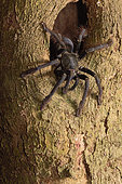 Black Sulawesi tarantula (Cyriopagopus sp) "Sulawesi black",Tangkoko NP, Sulawesi