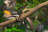 Painted Mock Viper (Psammodynastes pictus), Belitung, Indonesia.