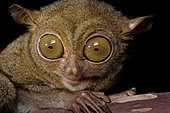 Western tarsier (Cephalopachus bancanus), Belitung, Indonesia.