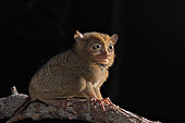 Western tarsier (Cephalopachus bancanus), Belitung, Indonesia.