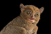 Western tarsier (Cephalopachus bancanus), Belitung, Indonesia.