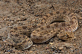 Horned viper (Cerastes cerastes).