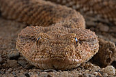 Horned viper (Cerastes cerastes). Some specimens do not have horns.