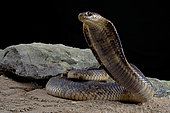 Egyptian Cobra (Naja haje) standing
