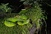 Celebes temple Pitviper (Tropidolaemus subannulatus), Amurang, North Sulawesi. Indonesia