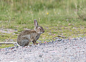 Rabbit (Oryctolagus cuniculus) with myxomatosis, Scotland