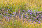 Red grouse (Lagopus lagopus scotica) amongst heather and yellow grasses