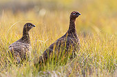 Red grouse (Lagopus lagopus scotica) amongst yellow grass