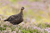 Red grouse (Lagopus lagopus scotica) standing amongst heather, Scotland