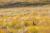 Red grouse (Lagopus lagopus scotica) amongst yellow grass at sunset, Scotland