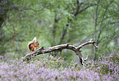 Red squirrel (Sciurus vulgaris) feeding amongst heather, Scotland