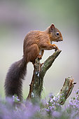 Red squirrel (Sciurus vulgaris) standing on top of a pine root