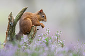 Red squirrel (Sciurus vulgaris) eating amongst heather, Scotland