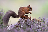 Red squirrel (Sciurus vulgaris) eating a nut amongst heather