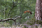 Red squirrel (Sciurus vulgaris) jumping from a pine tree to a branch, Scotland