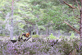 Red squirrel (Sciurus vulgaris) feeding amongst heather in the caledonian forest