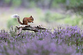 Red squirrel (Sciurus vulgaris) feeding amongst heather