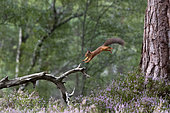Red squirrel (Sciurus vulgaris) jumpimg from a pine tree, Scotland