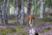 Red squirrel (Sciurus vulgaris) jumping in the caledonian forest