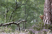 Red squirrel (Sciurus vulgaris) on the side of a pine tree