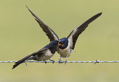 Barn Swallow (Hirundo rustica) feeding a young perched on a barbed wire, England