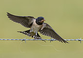 Barn Swallow (Hirundo rustica) taking of a barbed wire, England