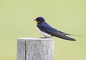 Barn Swallow (Hirundo rustica) perched on a post, England