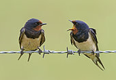 Barn Swallow (Hirundo rustica) displaying to each other, England