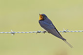 Barn Swallow (Hirundo rustica) Adult perched on a barbed wire and calling, England
