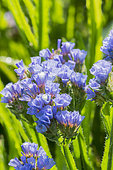 Limonium sinuatum 'Qis Blue Sky'