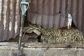 Brown rat (Rattus norvegicus) looking for food in an old barn