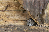 Brown rat (Rattus norvegicus) feeding behind a steel panel, Engalnd