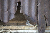 Brown rat (Rattus norvegicus) feeding behind a steel panel, Engalnd