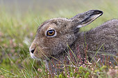 Mountain hare (Lepus timidus) head details, Scotland