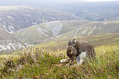 Mountain hare (Lepus timidus) grooming, Scotland
