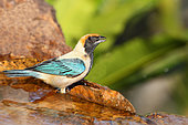 Burnished-buff Tanager (Tangara cayana) male drinking in a spring, South Brazil
