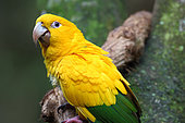 Golden parakeet (Guaruba guarouba) on a branch, Brazil