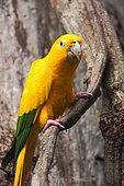 Golden parakeet (Guaruba guarouba) on a branch, Brazil