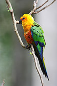 Jandaya Parakeet (Aratinga jandaya) on a branch, Brazil