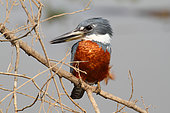 Ringed Kingfisher (Megaceryle torquata) male on a branch, South Brazil
