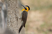 Campo Flicker (Colaptes campestris) on a termite mound in search of insects, South Brazil