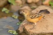 Rusty-collared Seedeater (Sporophila collaris) female coming to drink, South Brazil