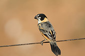Rusty-collared Seedeater (Sporophila collaris) male on a fence wire, South Brazil
