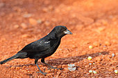 White-lined Tanager (Tachyphonus rufus ) male on the ground looking for seeds, South Brazil