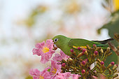 Yellow-chevroned Parakeet (Brotogeris chiriri) in a big tree eating the nectar of flowers, South Brazil
