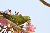 Yellow-chevroned Parakeet (Brotogeris chiriri) in a big tree eating the nectar of flowers, South Brazil