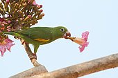 Toui à ailes jaunes (Brotogeris chiriri) dans un grand arbre mangeant le nectar des fleurs, Sud Brésil