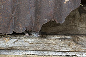 Brown rat (Rattus norvegicus) behind a sheet of metal, England